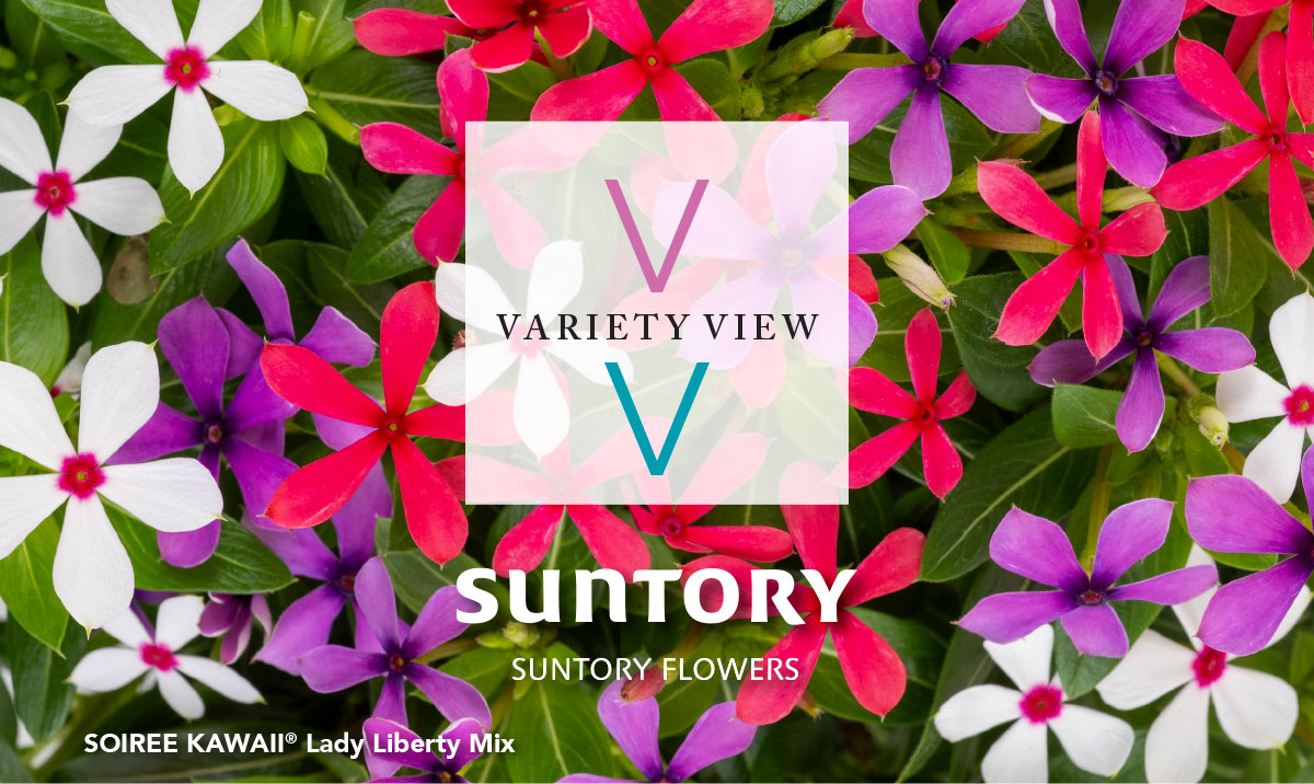 Suntory Flowers Variety View