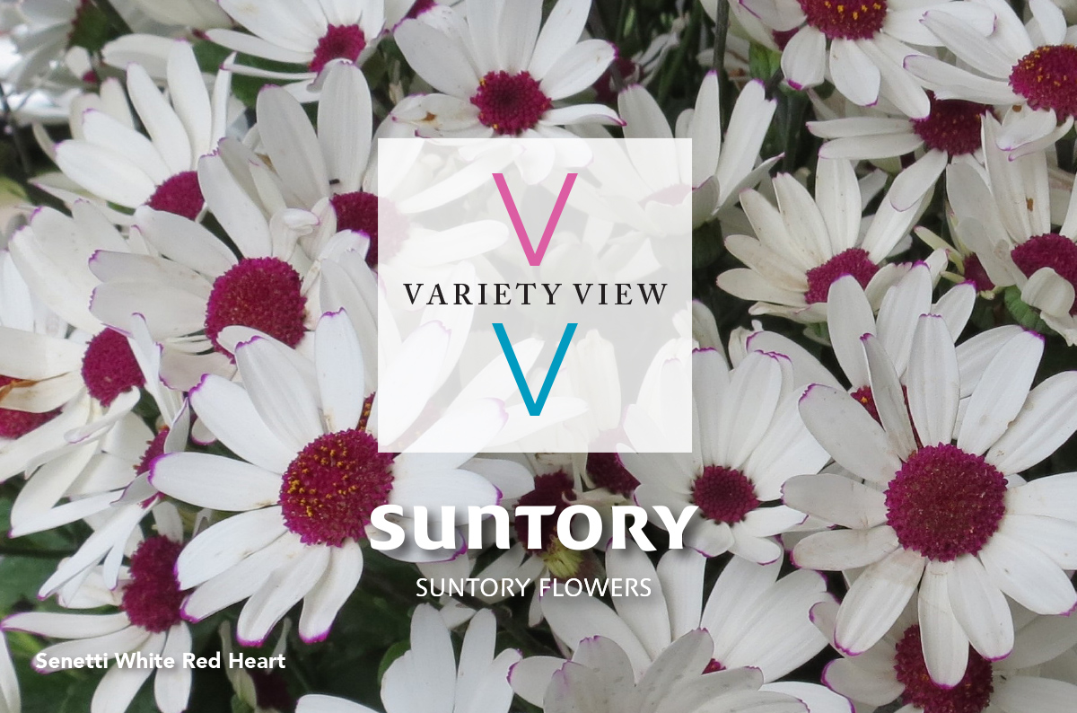 Suntory Flowers variety View