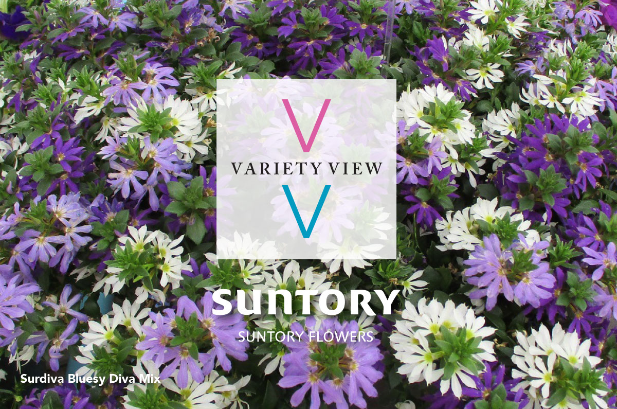 VARIETY VIEW