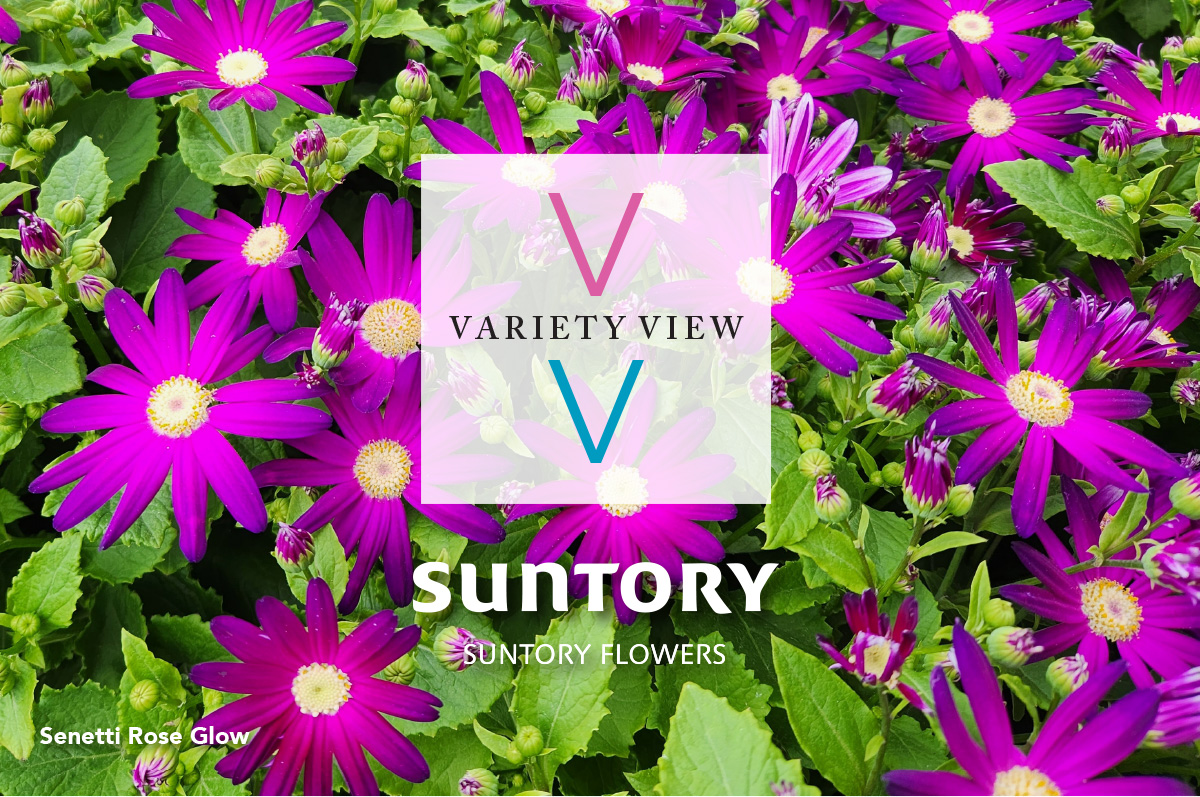 Variety View February 9, 2023