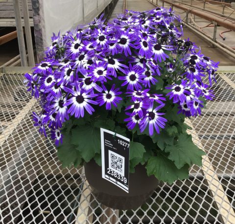 Senetti Blue Bicolor improved 3