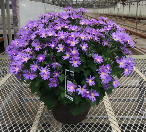 Senetti Lavender Dawn 2