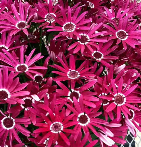 Senetti Red Halo