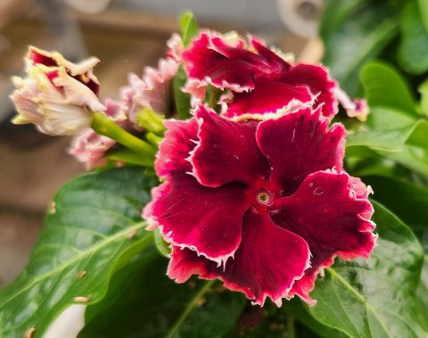 Soiree Flamenco Salsa Red