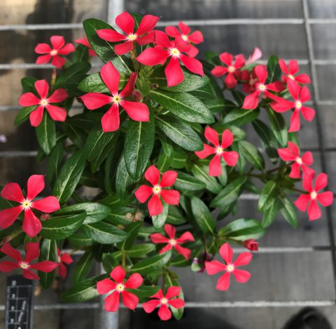 Soiree Kawaii Paprika Red