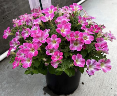Surfinia Patio Party Pink