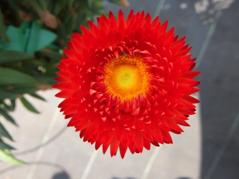 Xerochrysum-bracteatum-Granvia-Crimson-Sun-001