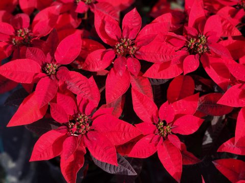 Euphorbia-Princettia-Pure-Red-001