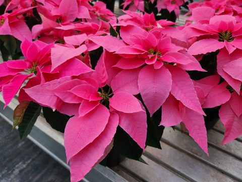 Euphorbia-Princettia-Queen-Hot-Pink-102