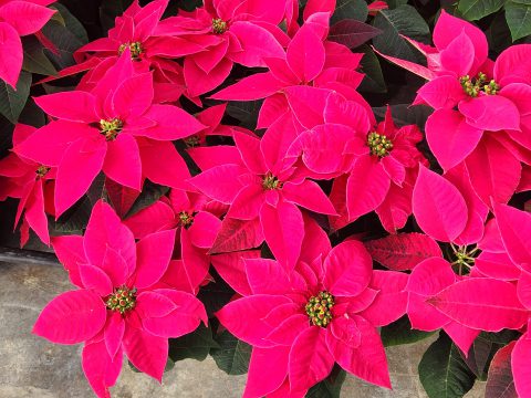 Euphorbia-Princettia-Queen-Rose-Punch-001
