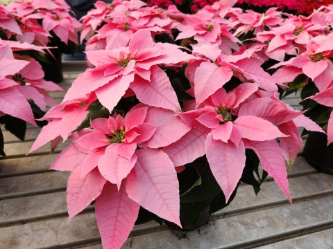 Euphorbia-Princettia-Queen-Shell-Pink-101
