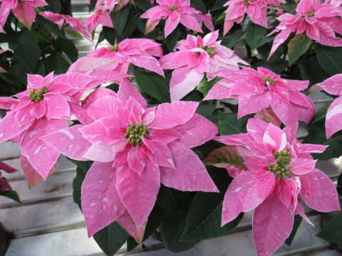 Euphorbia-Princettia-Sparkling-Rose-001