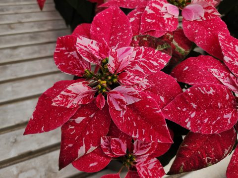 Euphorbia-Princettia-Sparkling-Rouge-101