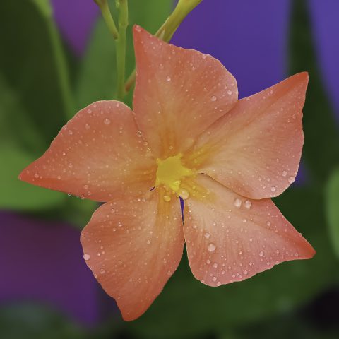 Dipladenia Sun Parasol FiredUp Orange CloseUp