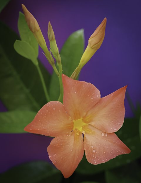 Dipladenia Sun Parasol FiredUp Orange - close up