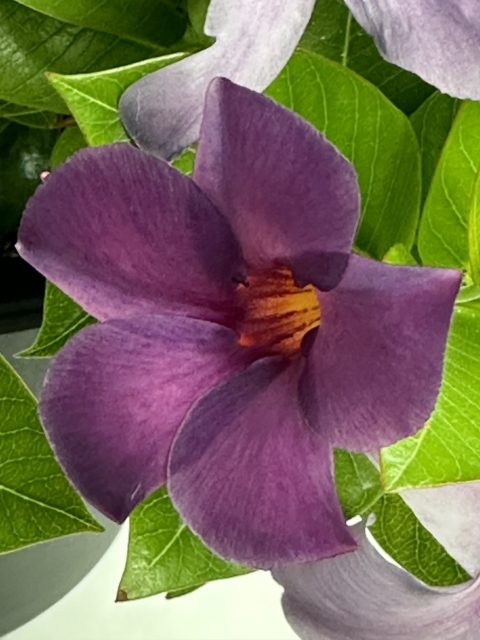 Sun Parasol Bluephoria Original XP Mandevilla 001