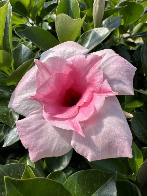 Sun Parasol Double Pink Blush Original XP Mandevilla 001