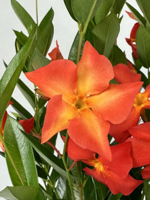 Sun Parasol FiredUp Orange 001