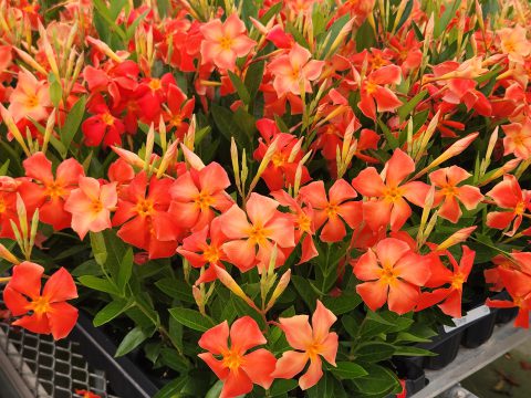Dipladenia Sun Parasol FiredUp Orange