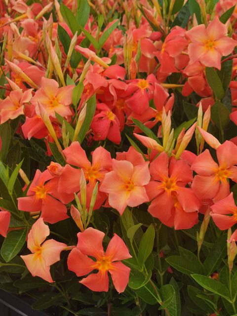 Dipladenia Sun Parasol FiredUp Orange