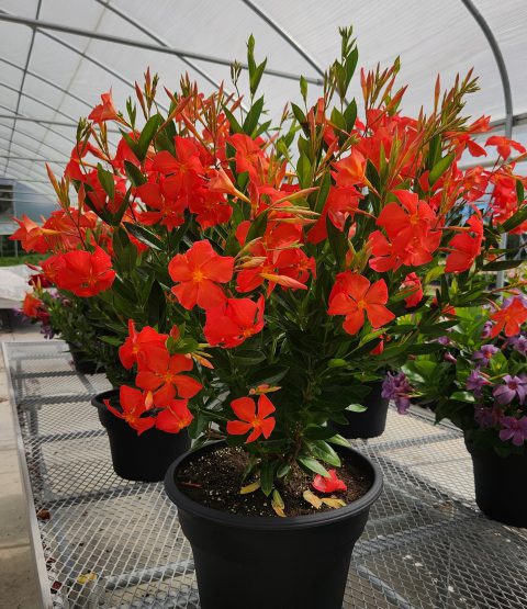 Dipladenia Sun Parasol FiredUp Orange