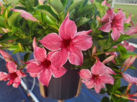 Sun Parasol Mauvelous Original XP Mandevilla 002