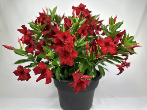 Sundenia-Red-Improved-001