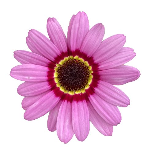 Pink Halo Improved 3