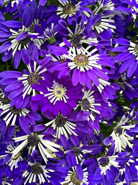 Senetti Blue Spoon closer