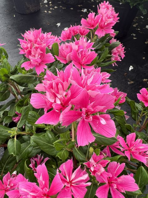 Catharanthus-Soiree-Double-Pink-Improved-001
