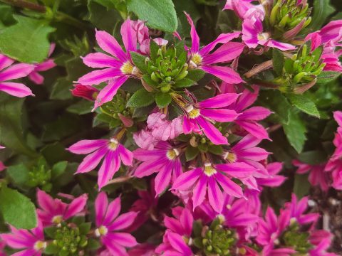 Surdiva Fashion Pink Improved close