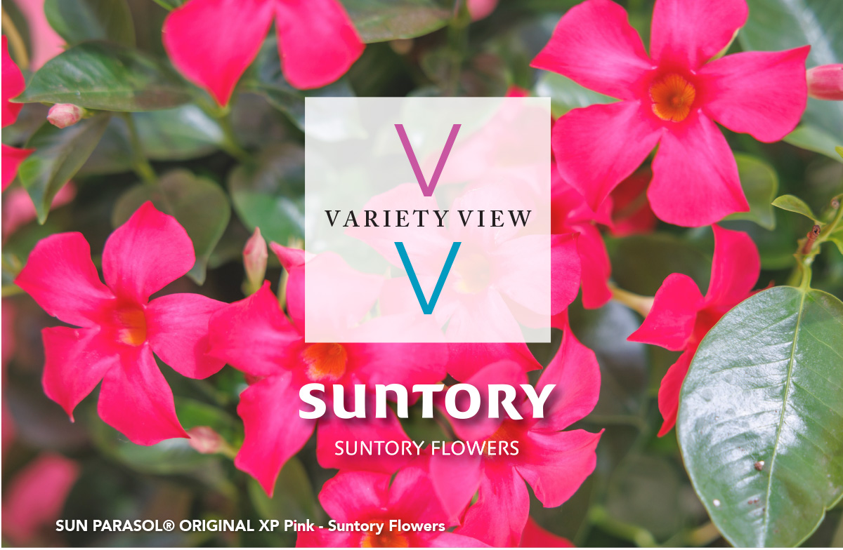 variety View 01.09.25