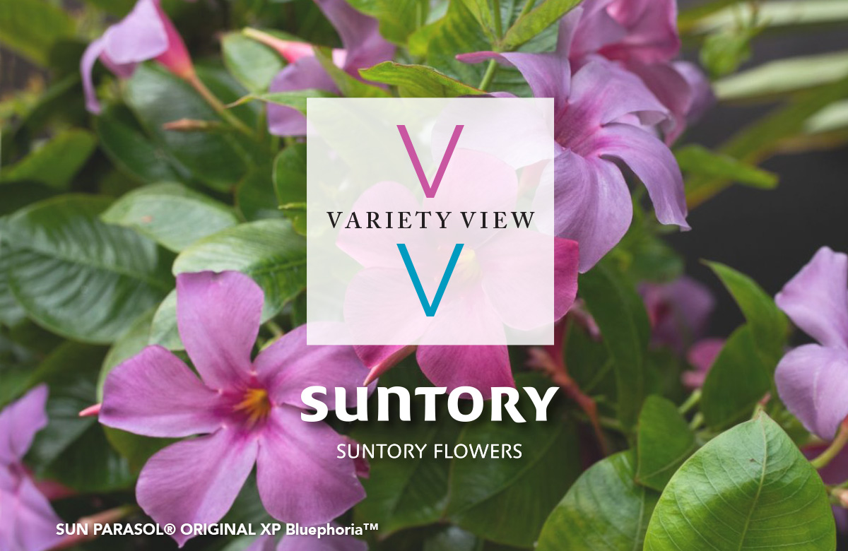 Suntory Variety View 01.16.25
