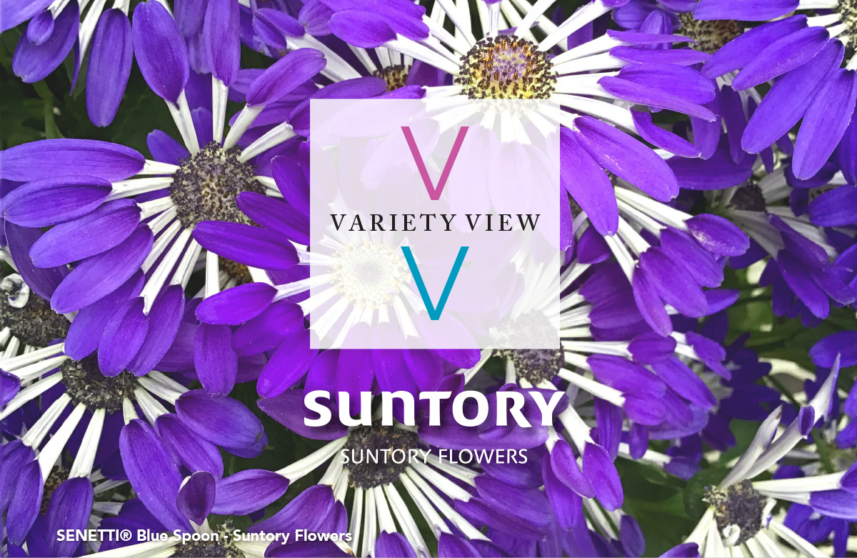 Variety View 01.23.25