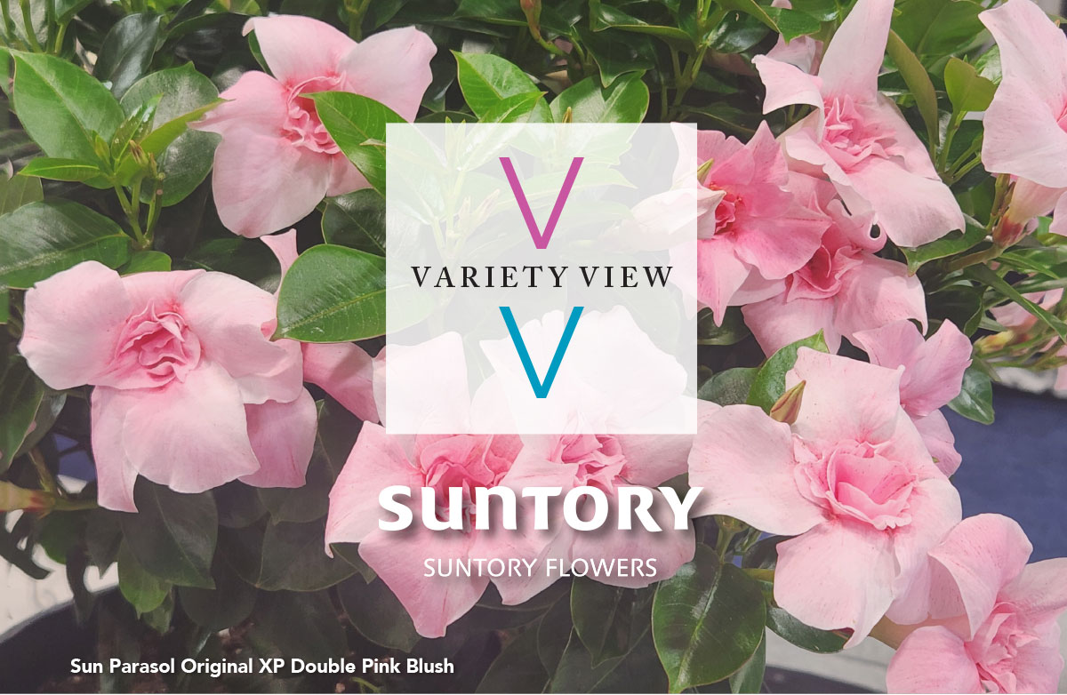 Variety View 30 Jan 2025