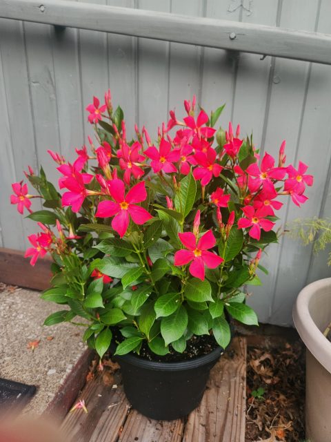 Sun Parasol FiredUp Coral