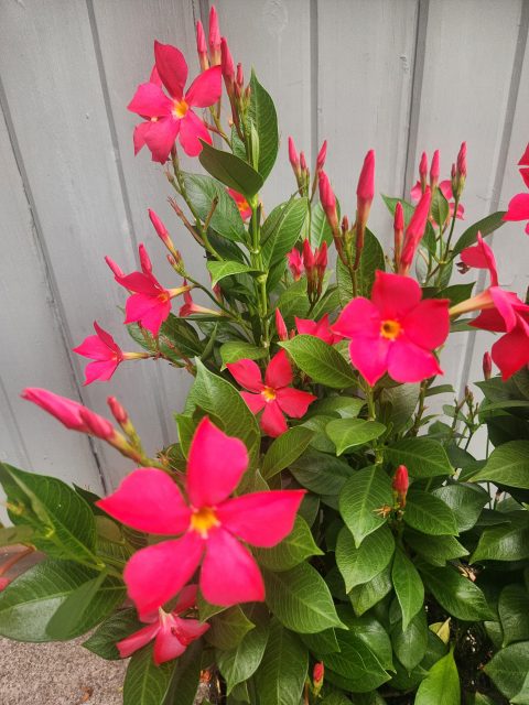 Sun Parasol FiredUp Coral