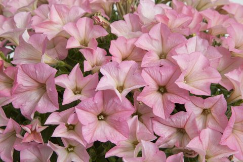 Heavenly Cashmere Pink close-up
