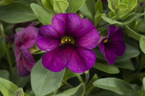 Million Bells Vintage Violet close-up flower