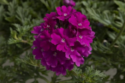 Tapien Magenta Close-Up flower