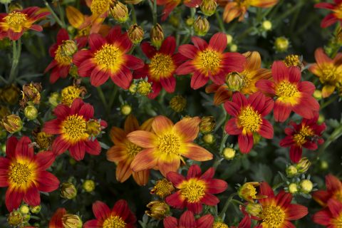Bidens_Beedance_Painted Red Improved