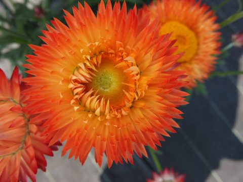 Granvia Orange Flame