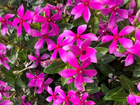 Soiree Kawaii Hot Pink blooms