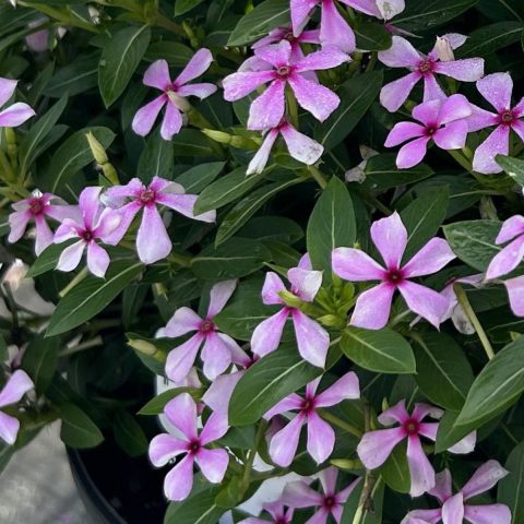 Soiree Kawii Lilac Purple UpClose