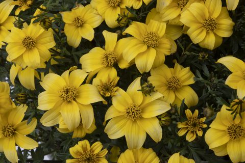 Yellow Improved close up