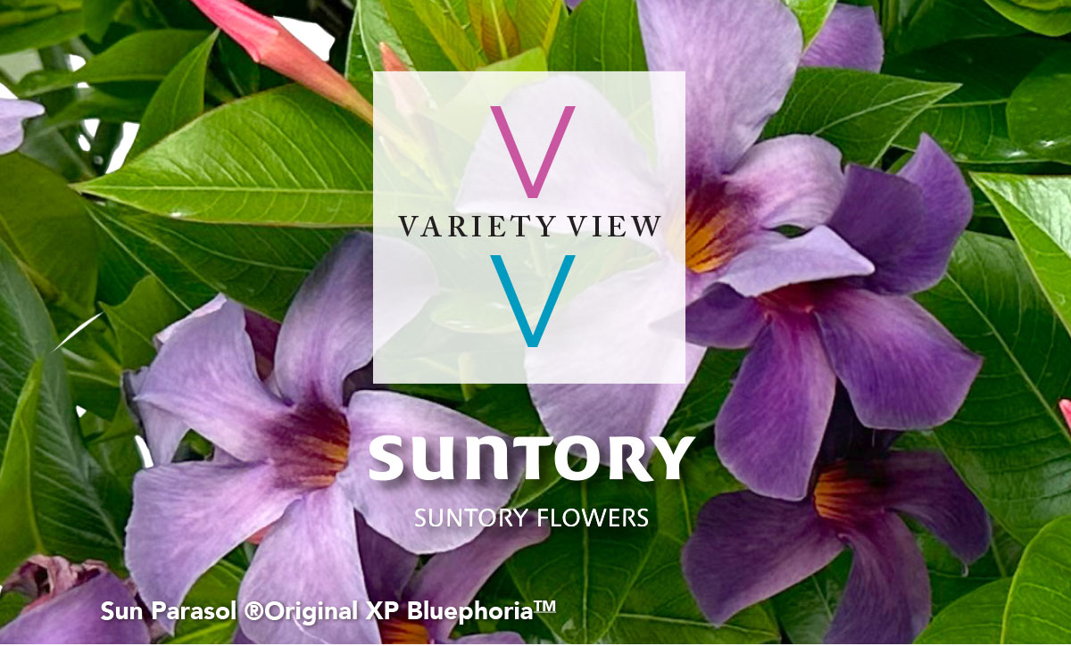 Variety View