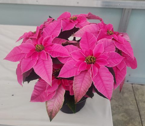Princettia Hot Pink Improved