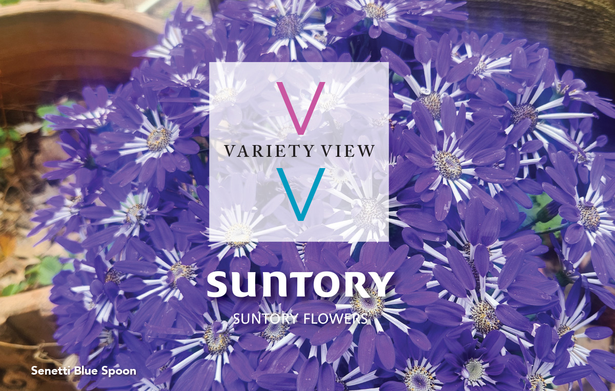 Variety View 2025 07 03