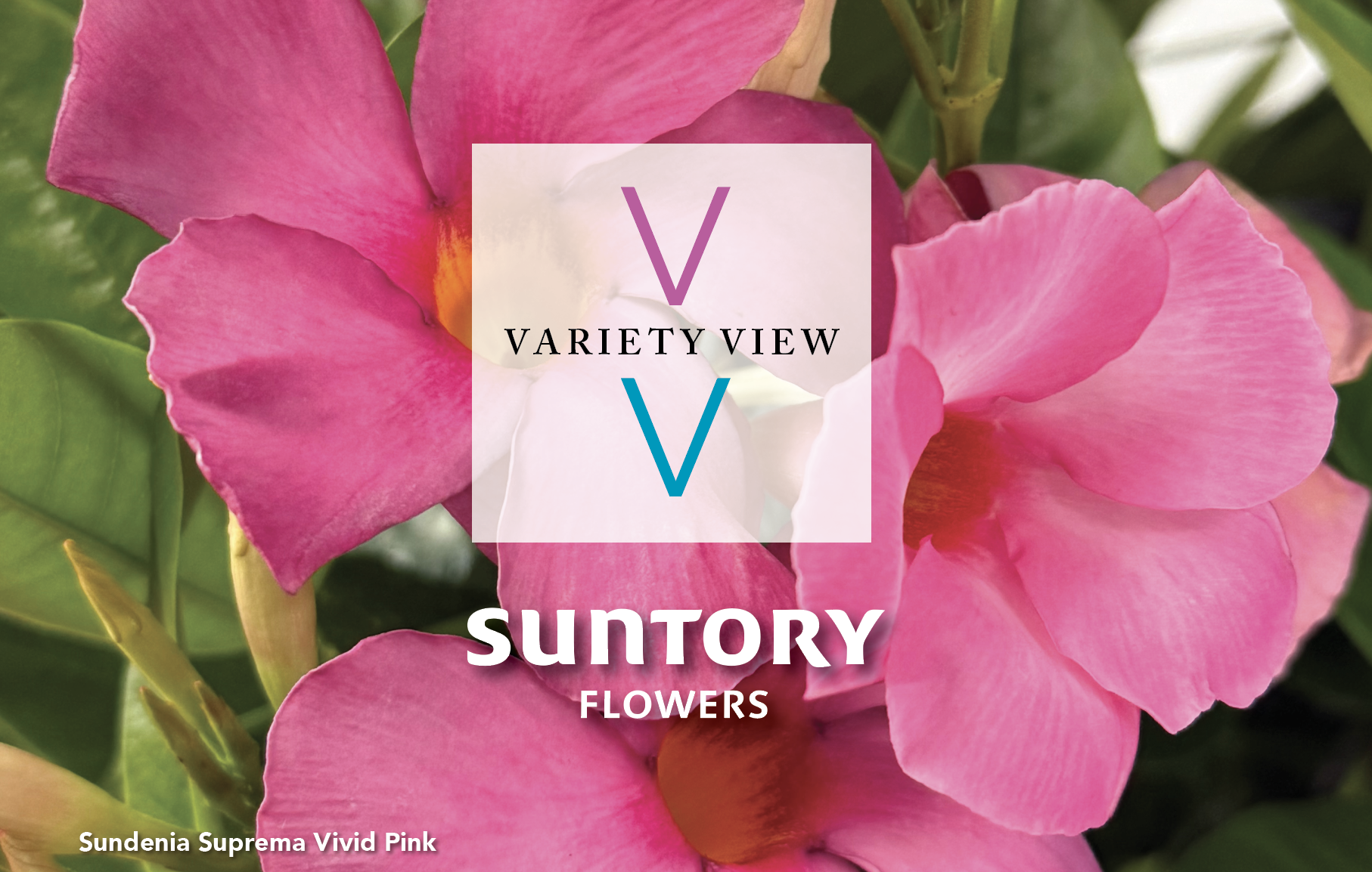 New Varieties for 2026