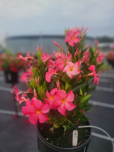 FiredUp Magic Pink